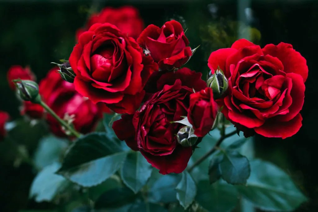 Roses in your garden / Depositphotos