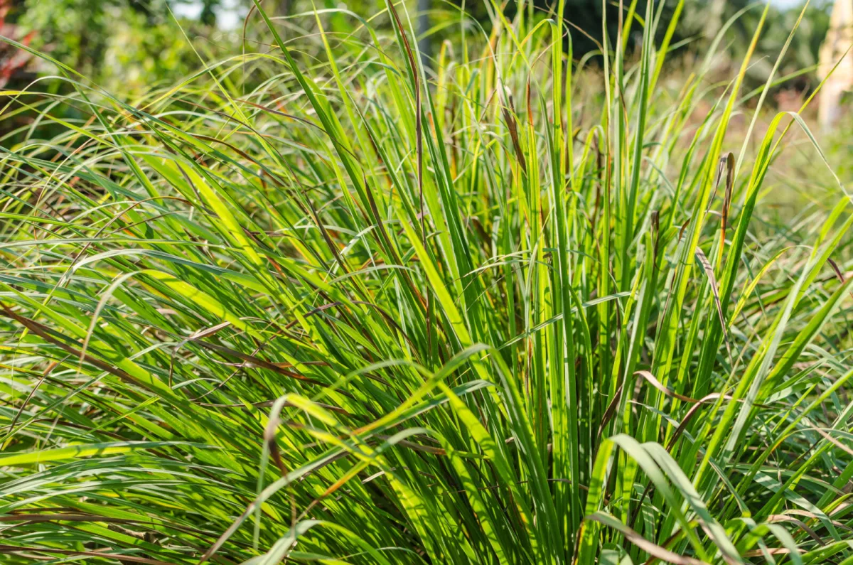 Trawa cytrynowa / Foto: Depositphotos