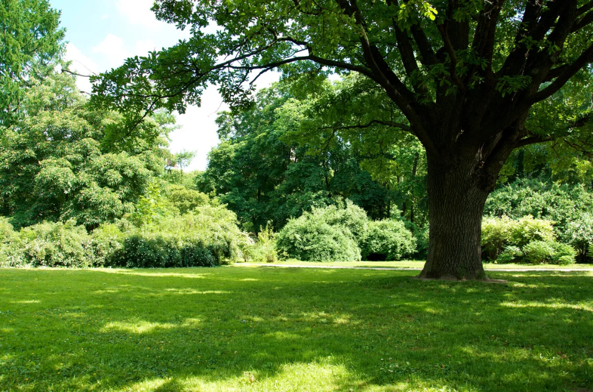 Fast Growing Trees for Partial Shade That Will Enhance Any Garden