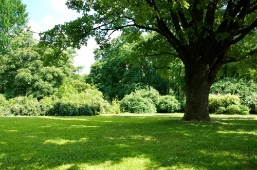 Fast Growing Trees for Partial Shade That Will Enhance Any Garden