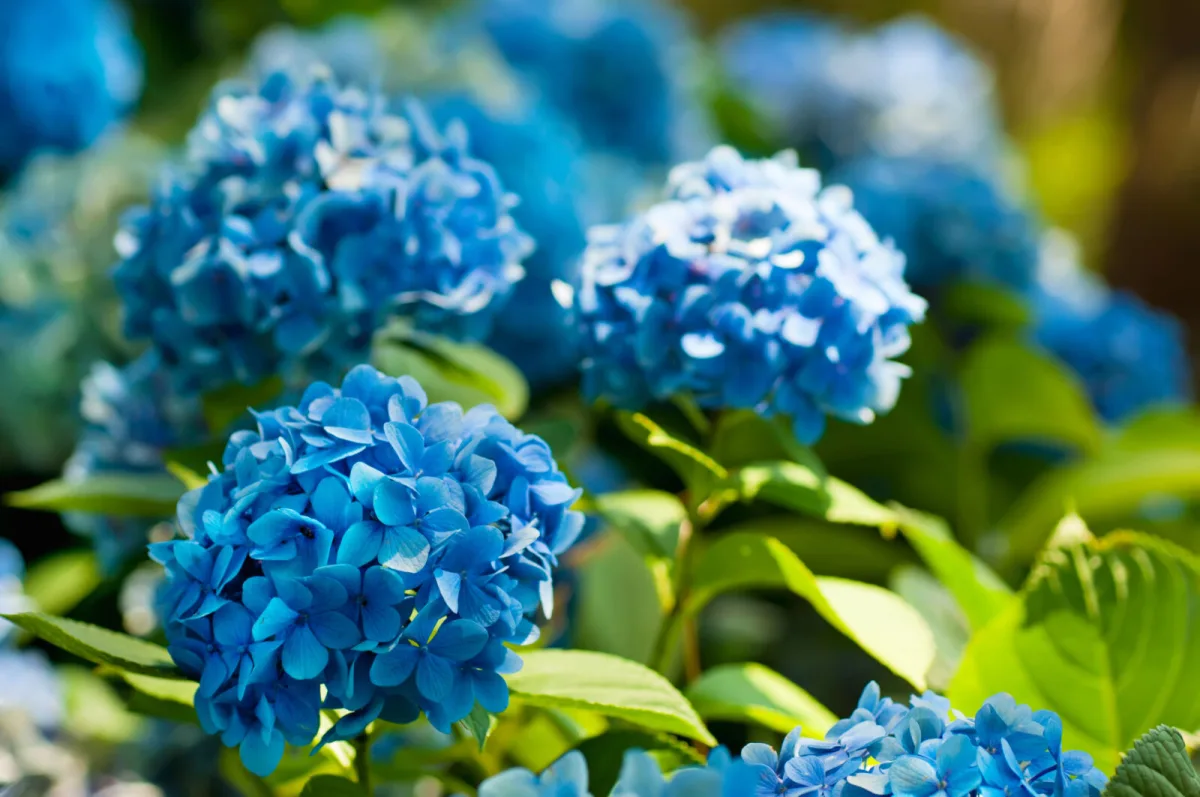 Blue Hydrangeas Aren’t a Fluke They’re the Result of Long Term Care