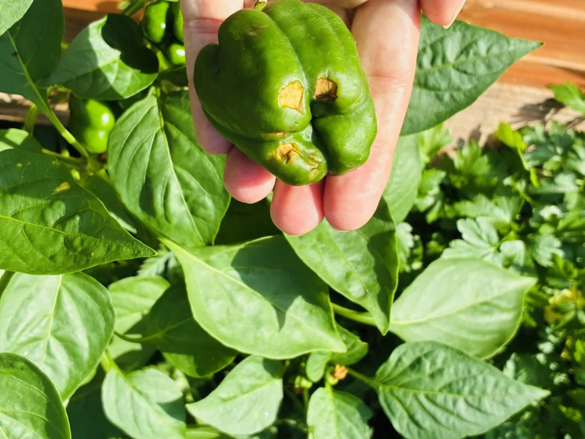 Blossom end rot on pepper fruit / Photo: Pestrazahrada.cz
