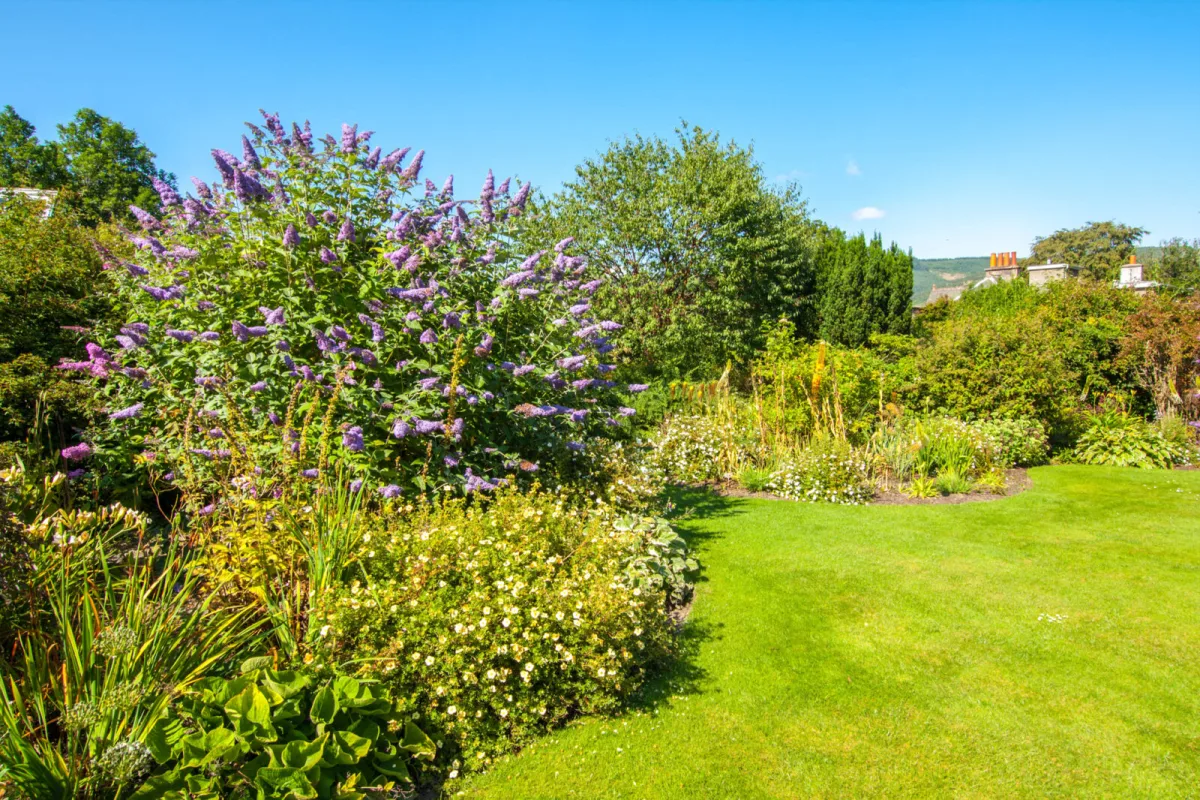 Butterfly bush / Photo: Depositphotos