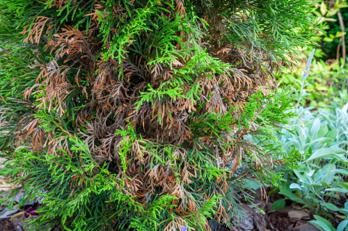 When Arborvitae Browns from the Inside Proper Care and Fast Action Help