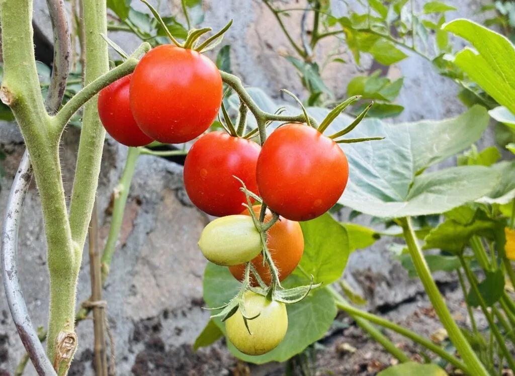 Tomatoes / Photo: Pestrazahrada.cz