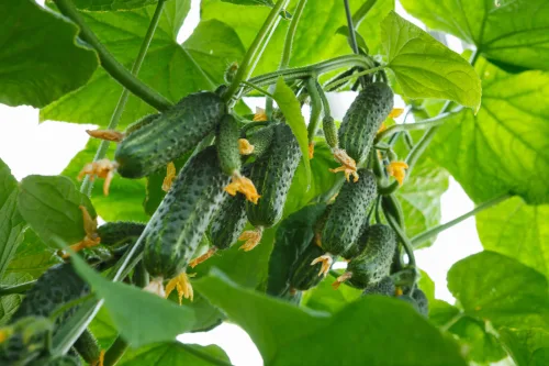 August decides whether cucumbers keep cropping or stay strong into October