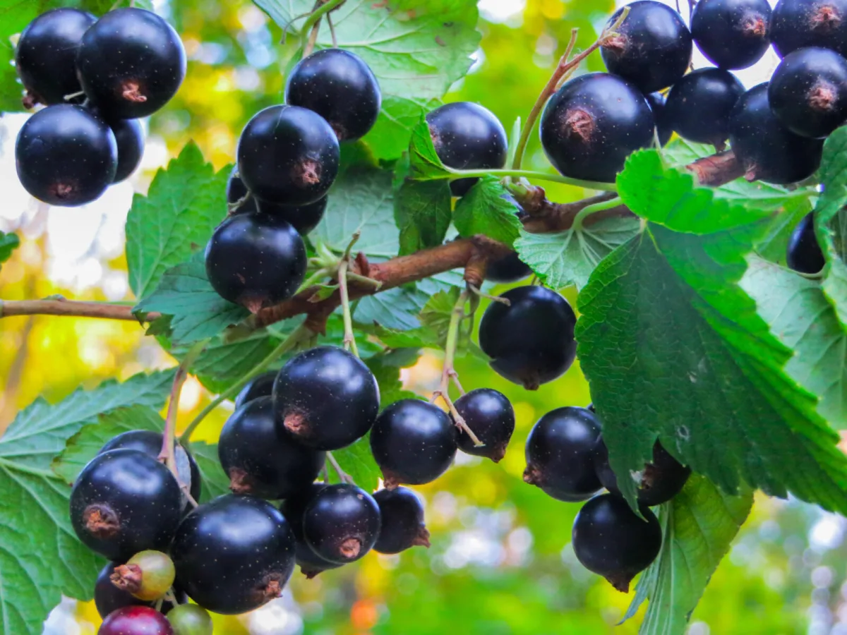 Gardening Tips to Boost Your Currant Crop and Keep Bushes Strong and Healthy