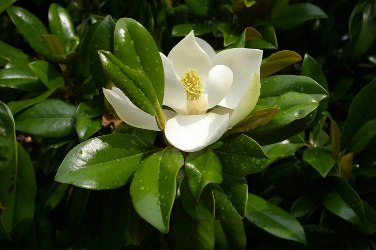 Magnolia / Photo: Depositphotos