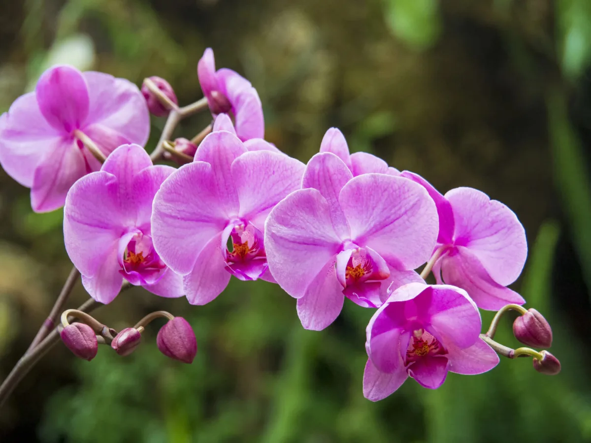 Orkidéene er fulle av blomster med et enkelt hjemmetriks uten kjemikalier