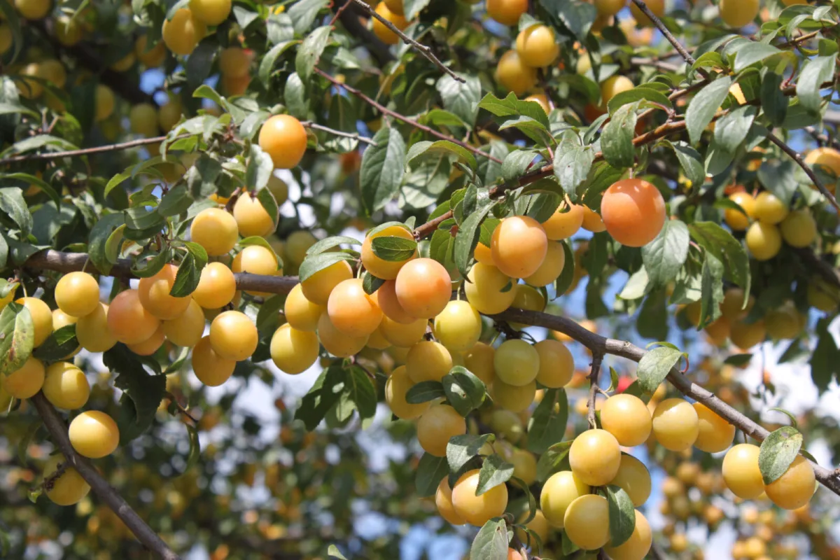 Mirabolano na primavera enfeita o jardim e em agosto cobre você de uma colheita suculenta