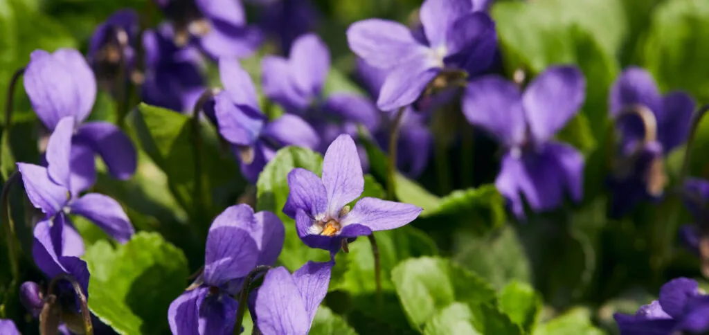 Violets / Photo: Depositphotos