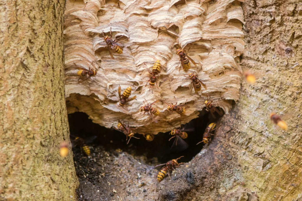 Hornet nest / Photo: Depositphotos