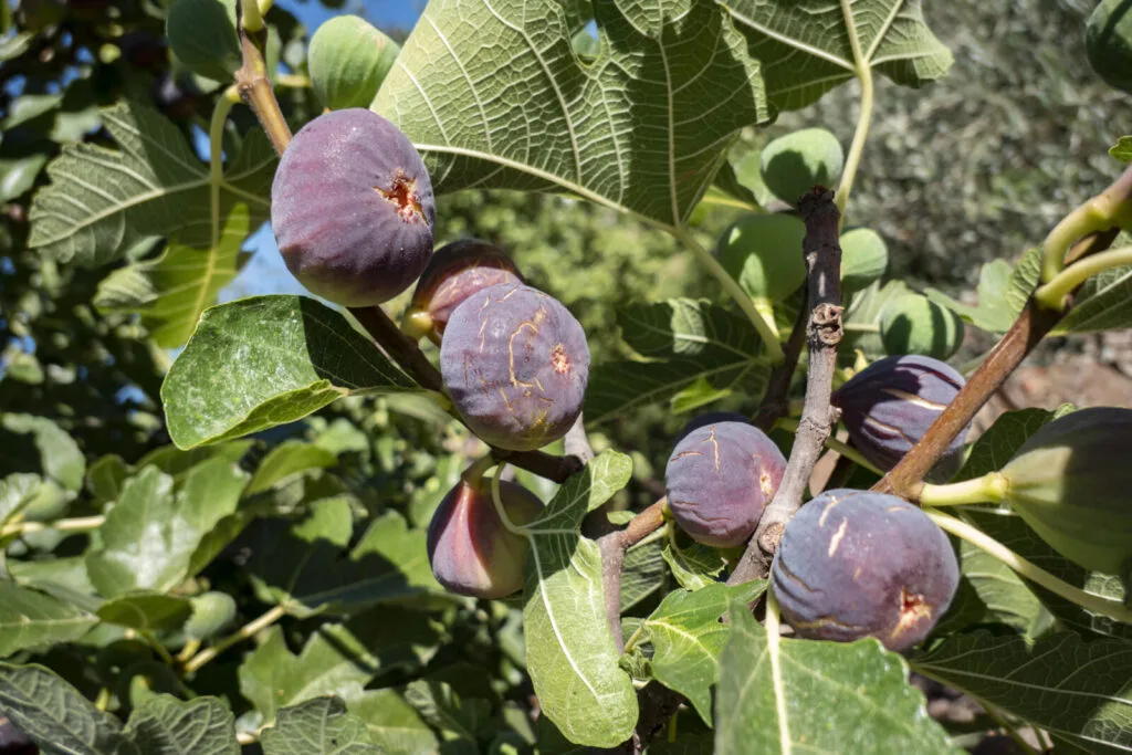 Fig tree / Depositphotos