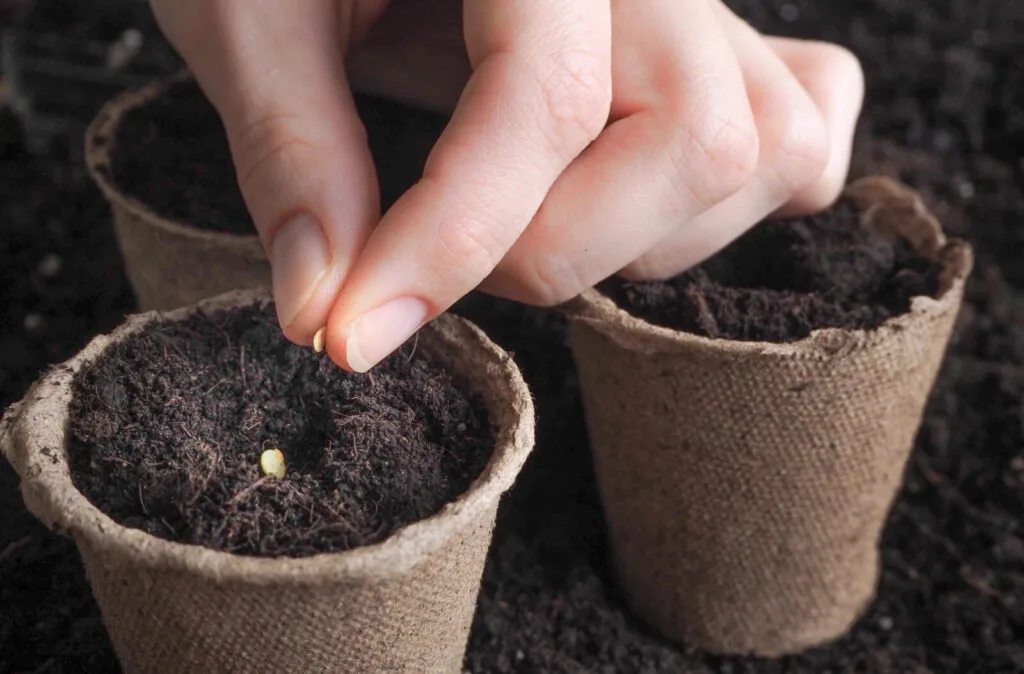 Tomato seeds / Photo: Depositphotos