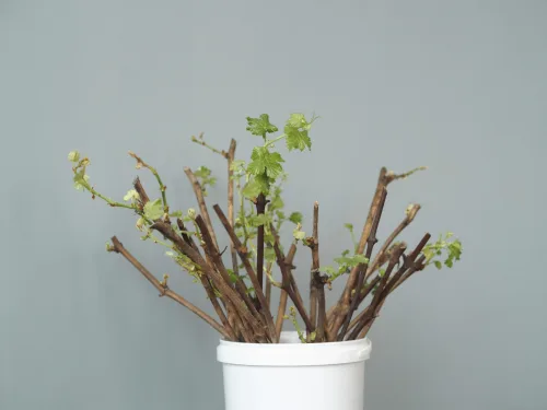 Et enkelt trick til at formere planter, der fylder haven med småplanter