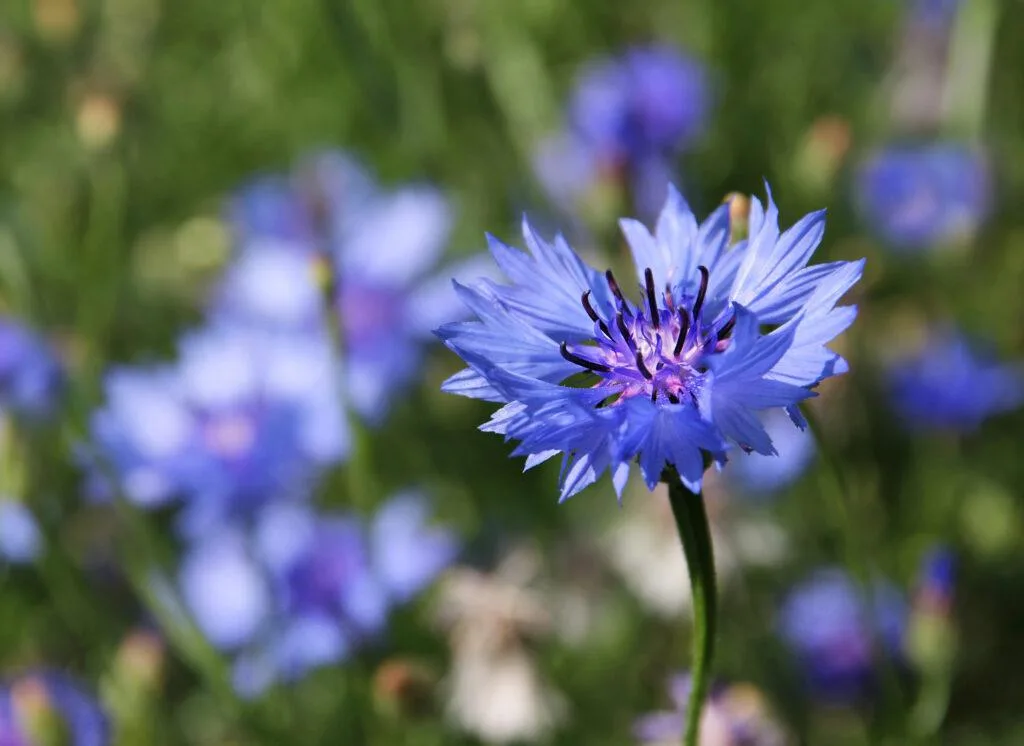 Bleuet