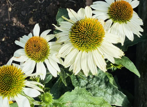 Coneflower Handles Drought and Poor Soil But Never Do This One Thing