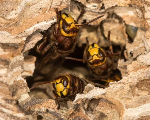 You Can Remove a Hornet Nest Without a Permit If You Meet Legal Conditions