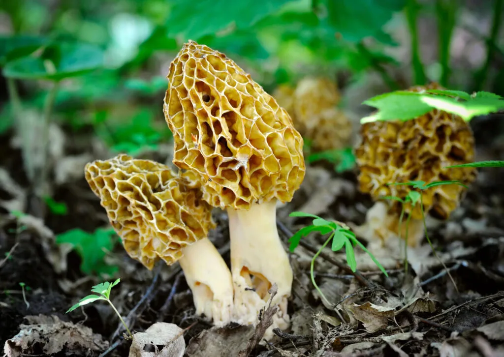 Morel / Photo: Depositphotos