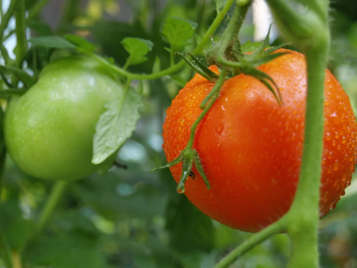A Copper Wire Trick to Speed Up Tomato Ripening and Help Against Late Blight