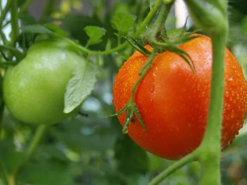 A Copper Wire Trick to Speed Up Tomato Ripening and Help Against Late Blight