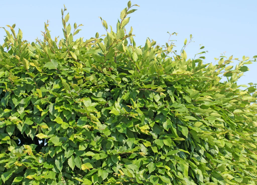 Hornbeam