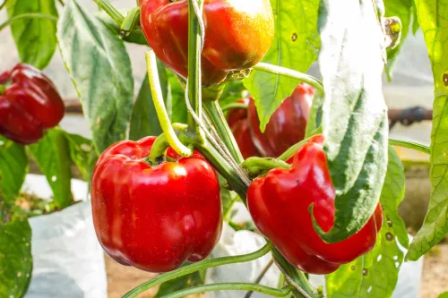 Gardeners Cut Back Peppers in Midsummer and Harvest Them Until Autumn