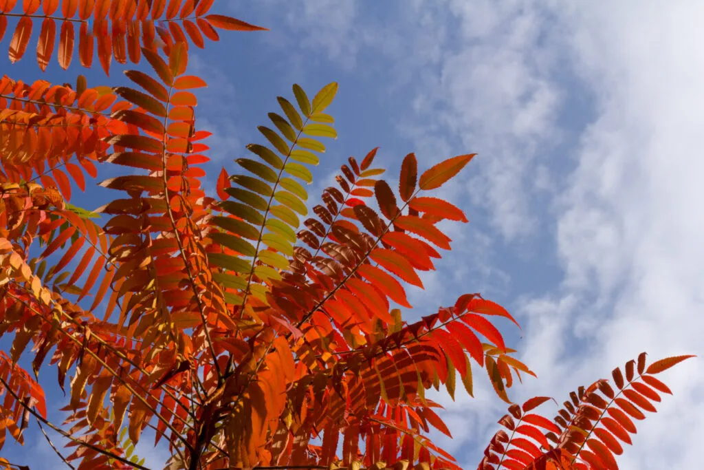 Sumac / Photo: Depositphotos 