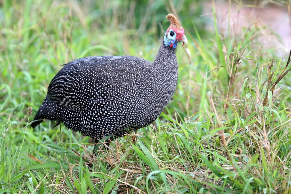 Want a Pest Free Garden Keep Guinea Fowl and Get Eggs and Meat Too