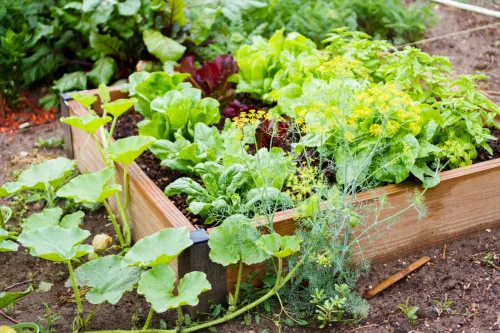 How to Prepare Your Garden Before a Holiday So You Don’t Come Home Disappointed
