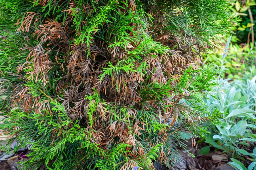Arborvitae browning