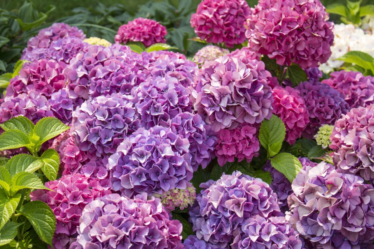 Fire augustgødninger til hortensia, så de blomstrer til frosten