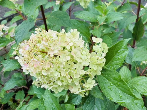 Bad autumn pruning of hydrangeas can cost you blooms all next season