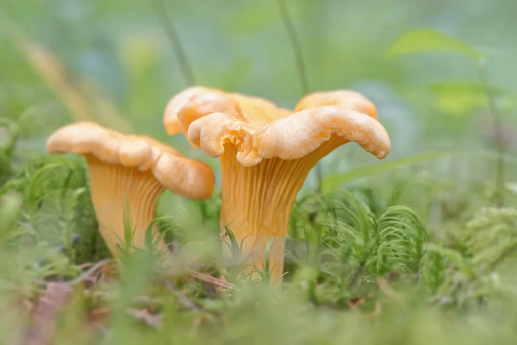 Chanterelle / Photo: Depositphotos
