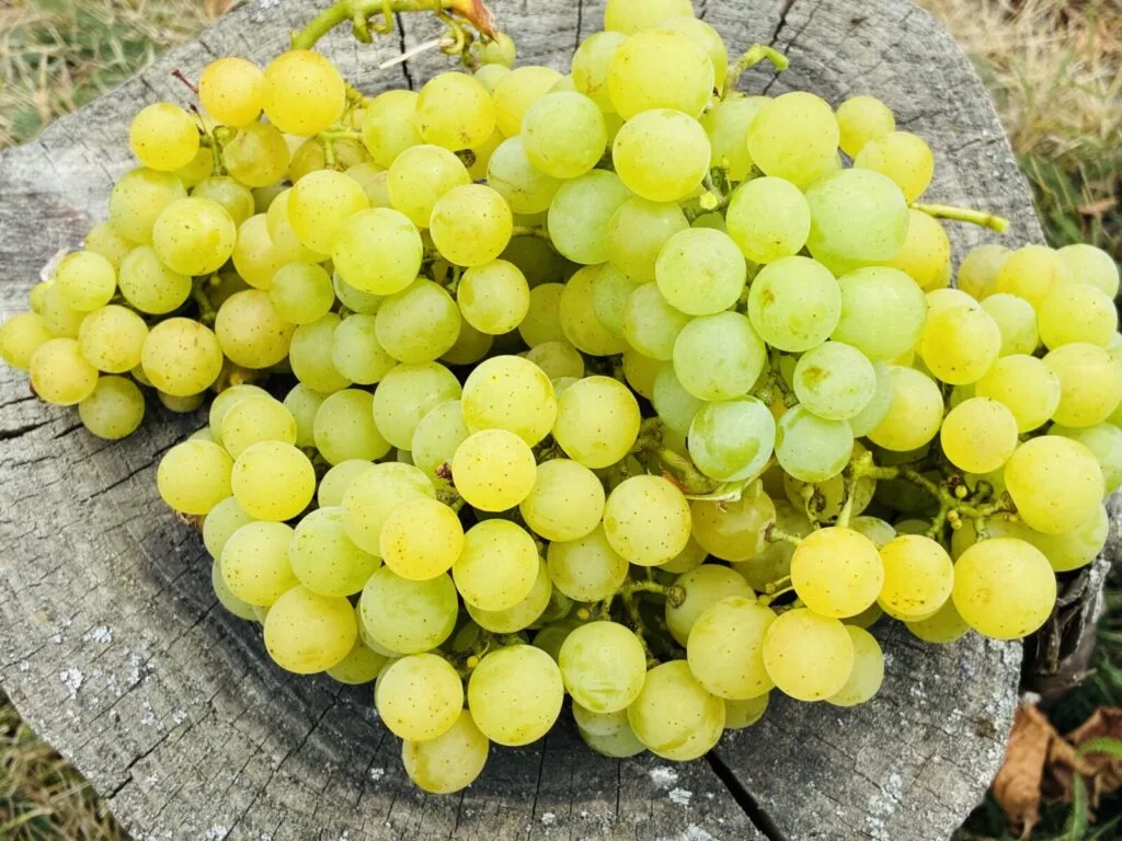 Grapes / Photo: Pestrazahrada.cz