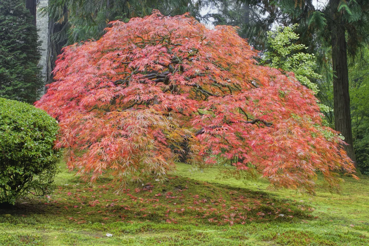 Japanese maple / Photo: Depositphotos