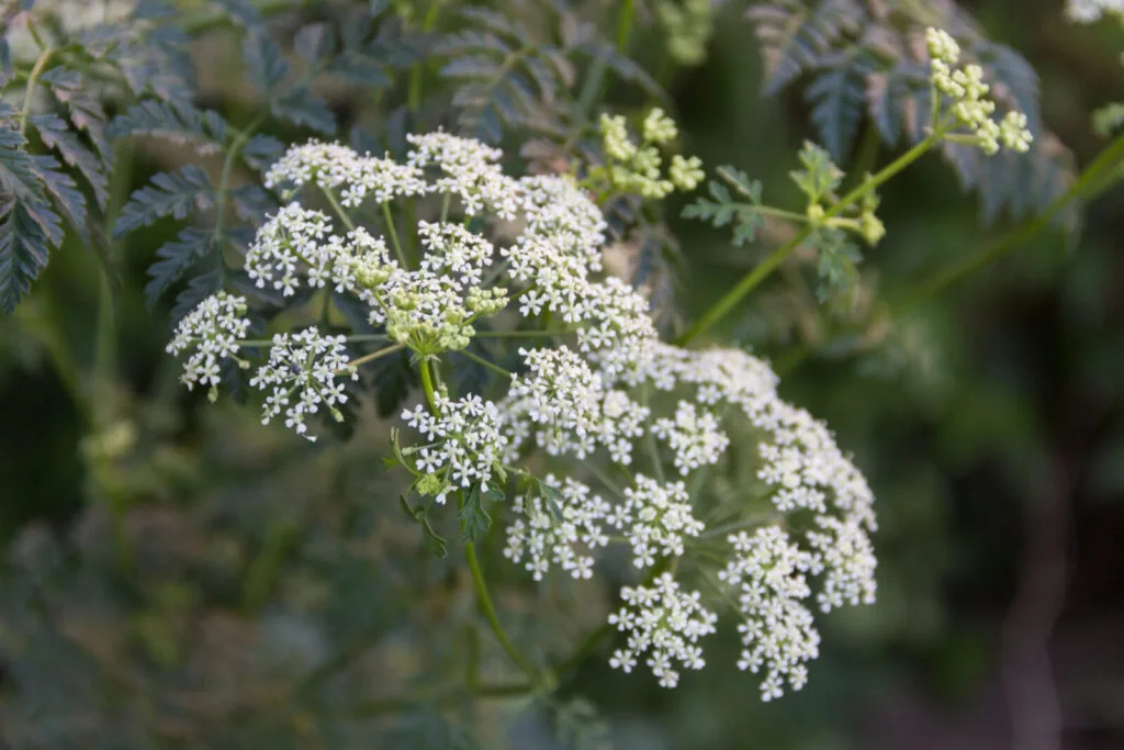 Poison hemlock / Photo: Depositphotos 
