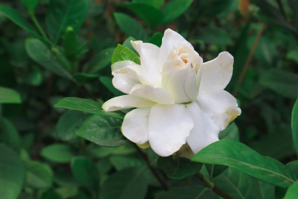 Gardenia / Foto: Depositphotos 