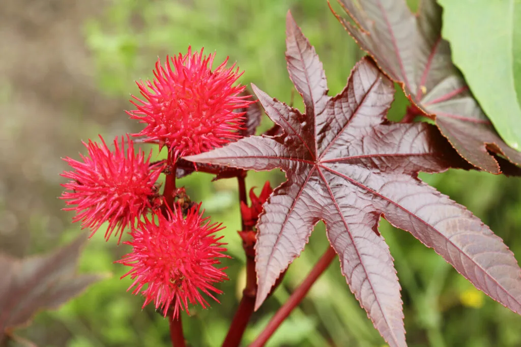 Castor oil plant / Photo: Depositphotos