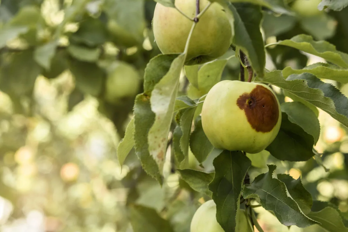 A single infected apple can spread rot through a whole cluster within hours