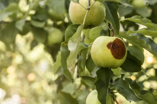 Une seule pomme infectée peut contaminer toute une grappe en quelques heures