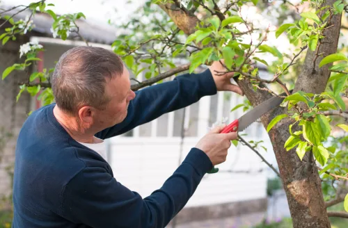 Apple, pear and peach trees benefit most from summer pruning