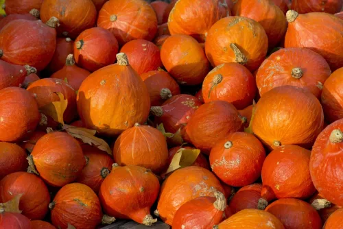 Pinch Out the Pumpkin Tip and the Plant Will Put Its Energy into Ripening the Fruit