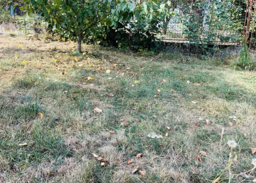 A Brown Lawn Doesn’t Mean a Dead Lawn and Watering Is Often Unnecessary
