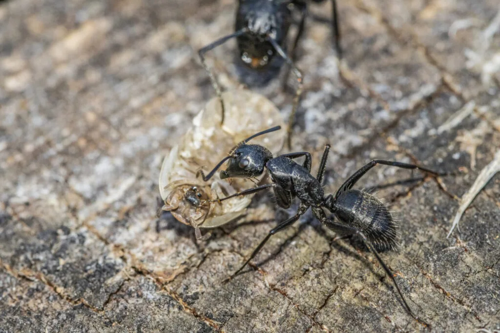 Ants in the garden / Photo: Depositphotos