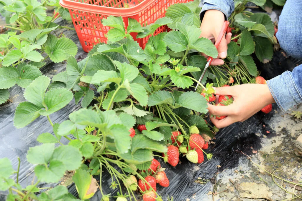 Strawberries / Photo: Depositphotos