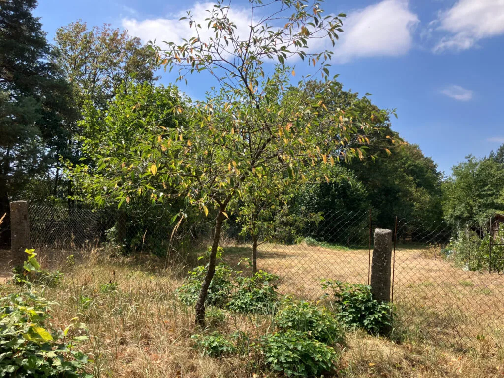 Fruit trees suffer in heat and drought / Photo: TR23, Pestrazahrada.cz