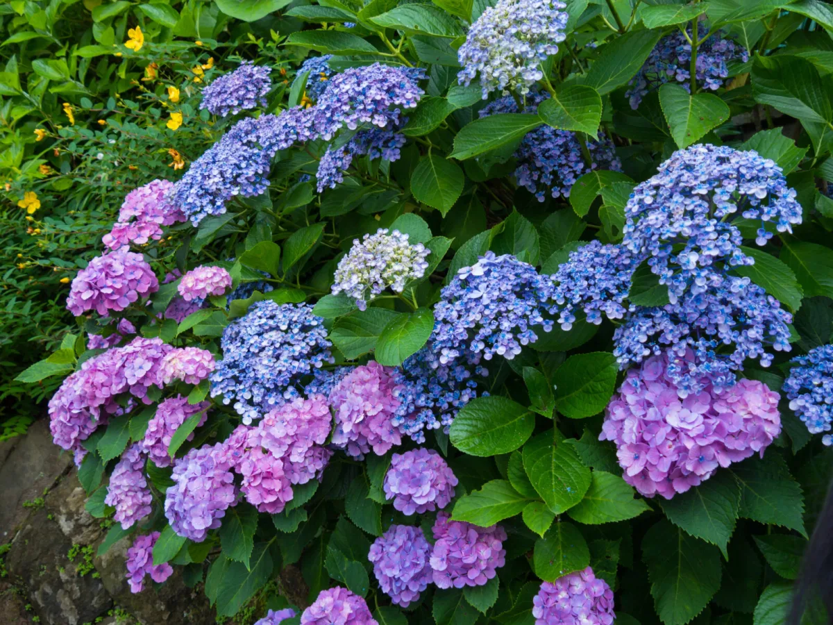Want Blue or Pink Hydrangeas We Explain How to Change Their Colour