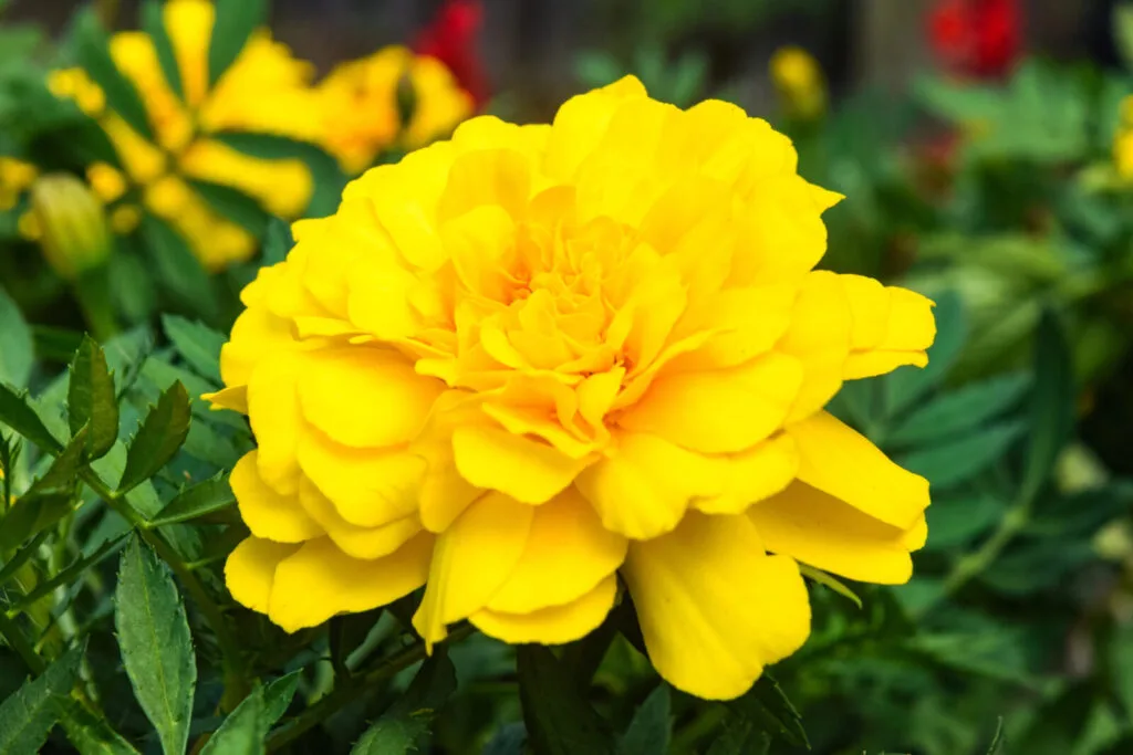 Carnation / Photo: Depositphotos