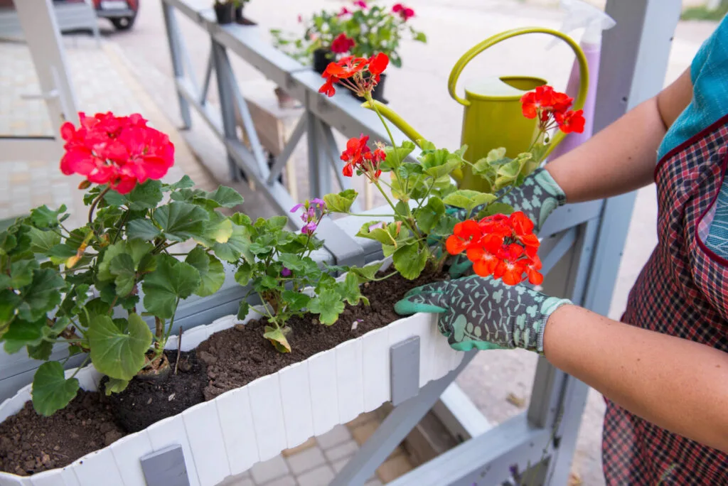 Geraniums / Depositphotos